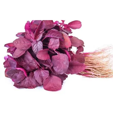 Lal Pata Shak -  Red Leafy Vegetable - Rotes Blattgemüse